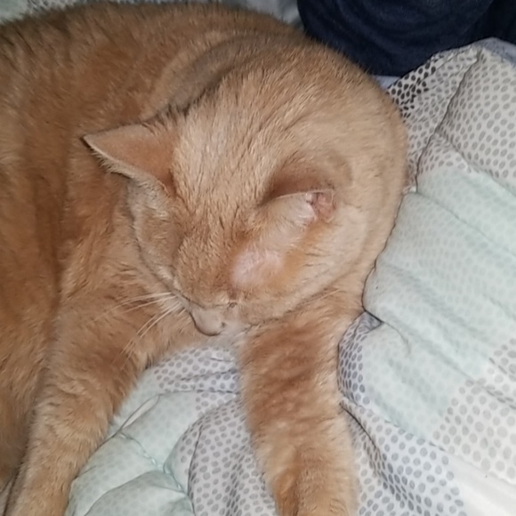 Meet your Posher, Nicole - Picture 5 of 6